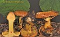 Cortinarius xanthophyllus-amf542